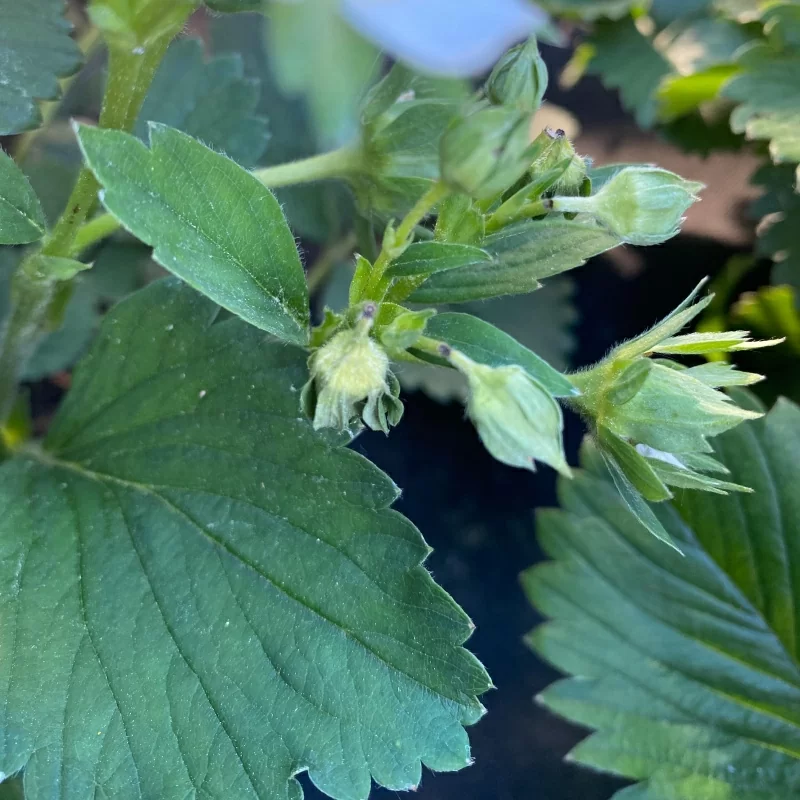 Как избавиться от долгоносика на яблоне